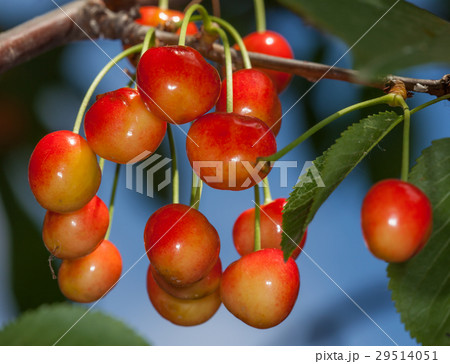 Red cherry 29514051