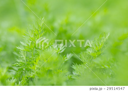Lush green grass under the summer sun Lush green grass under the summer sun 29514547