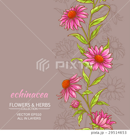 echinace purpurea vector background 29514653