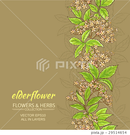 elderflower vector background elderflower vector background 29514654