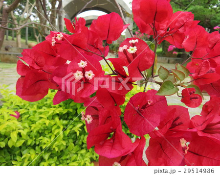 ブーゲンビリア 29514986