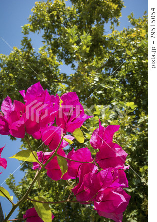 Vivid pink flowers in sunshine in Andalusia Spain 29515054