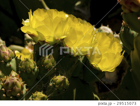Yellow flowers closeup 29515073