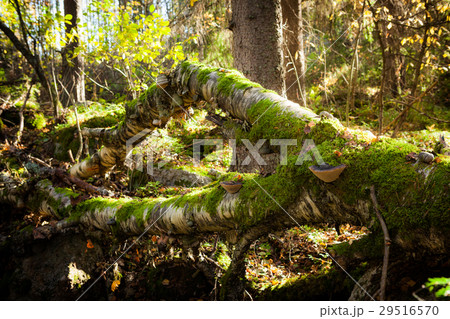 Fallen tree in forest Fallen tree in forest 29516570