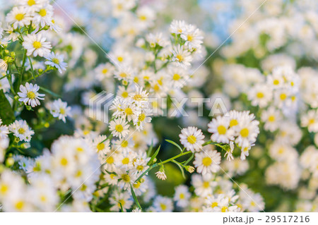 Beautiful flowers for valentines and wedding scene . ( Filtered image processed vintage effect. ) 29517216