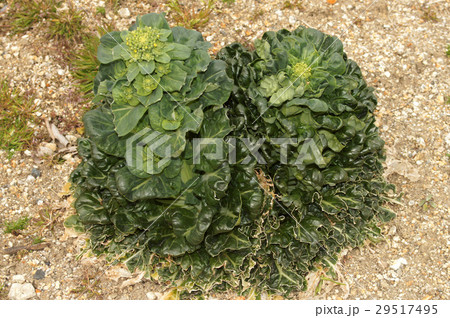 タアツァイ 29517495