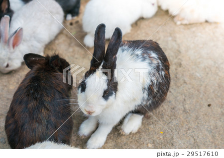 Rabbit for easter holiday ( Filtered image processed vintage effect. ) . 29517610