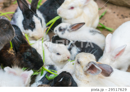 Rabbit for easter holiday ( Filtered image processed vintage effect. ) . Rabbit for easter holiday ( Filtered image processed vintage effect. ) . 29517629