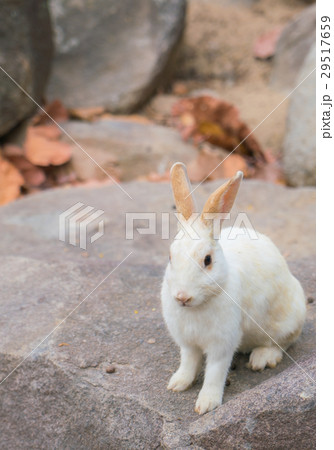 Rabbit for easter holiday ( Filtered image processed vintage effect. ) . 29517659