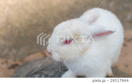 Rabbit for easter holiday ( Filtered image processed vintage effect. ) . 29517664