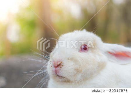 Rabbit for easter holiday ( Filtered image processed vintage effect. ) . Rabbit for easter holiday ( Filtered image processed vintage effect. ) . 29517673