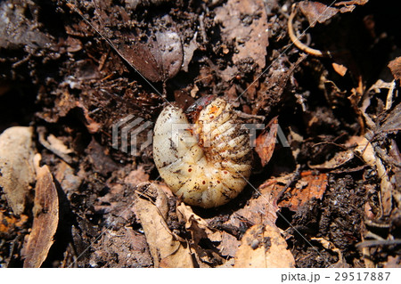 カブトムシの幼虫 29517887