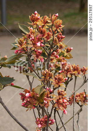 コヤスドウダン・もうすぐ開花 29517897