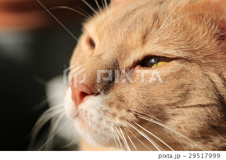 ソマリ ソマリ 29517999