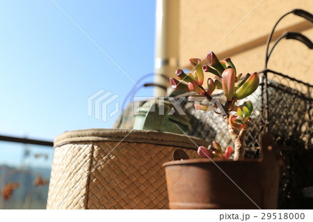 多肉植物 201703301 多肉植物 201703301 29518000