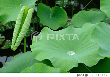 ハスの葉と雨の雫 29518435