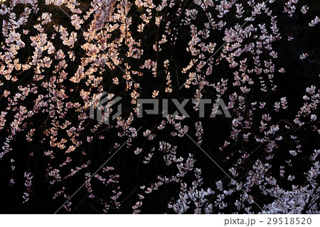 舞い踊る...桜 29518520