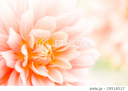 白日夢...ダリア 29518527