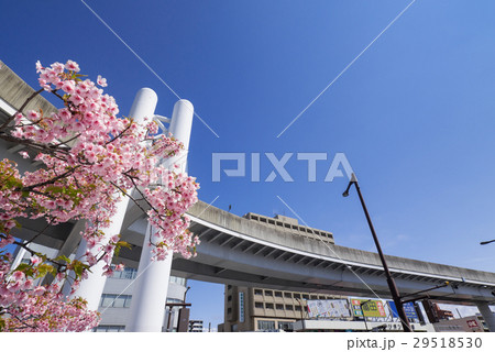 名古屋市東区　大曽根駅前高架橋とカワヅザクラ 29518530