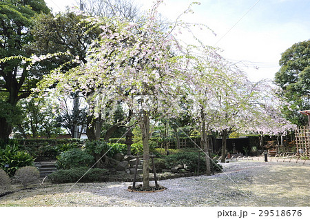 一之江抹香亭　庭園 29518676