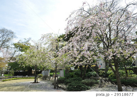 一之江抹香亭　庭園 29518677