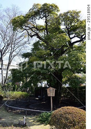 一之江抹香亭　保護樹タブノキ 29518904