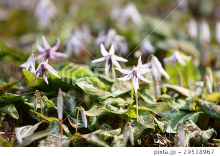 香嵐渓のカタクリの花 29518967