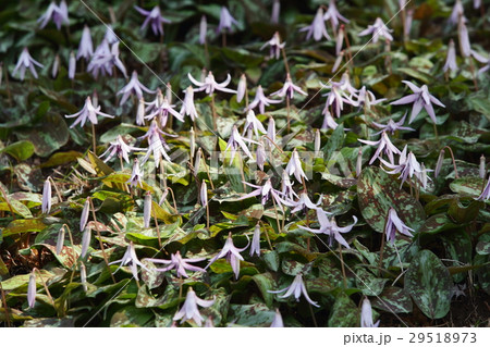 香嵐渓のカタクリの花 香嵐渓のカタクリの花 29518973
