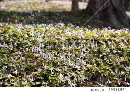 香嵐渓のカタクリの花 香嵐渓のカタクリの花 29518974