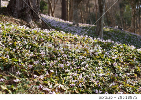 香嵐渓のカタクリの花 香嵐渓のカタクリの花 29518975