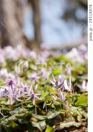 香嵐渓のカタクリの花 香嵐渓のカタクリの花 29518978