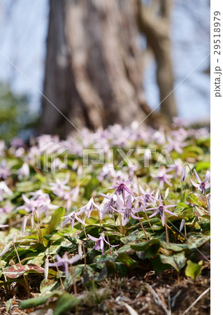 香嵐渓のカタクリの花 29518979