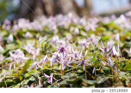 香嵐渓のカタクリの花 香嵐渓のカタクリの花 29518980