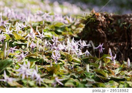 香嵐渓のカタクリの花 香嵐渓のカタクリの花 29518982