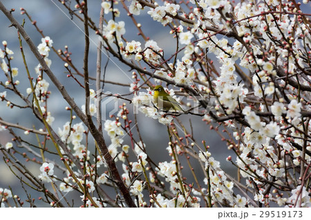 梅の花とメジロ 29519173