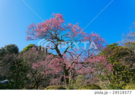 百草園の紅梅と青空 百草園の紅梅と青空 29519377