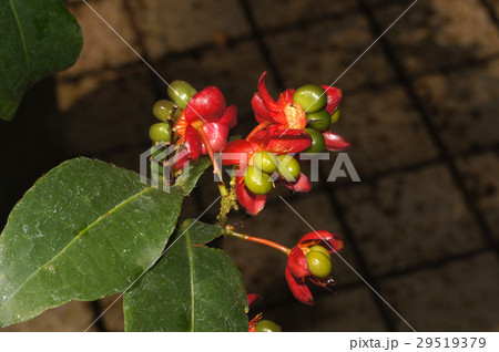 ミッキーマウス・プランツ 29519379