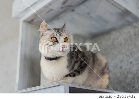 one cat sit one cat sit 29519432