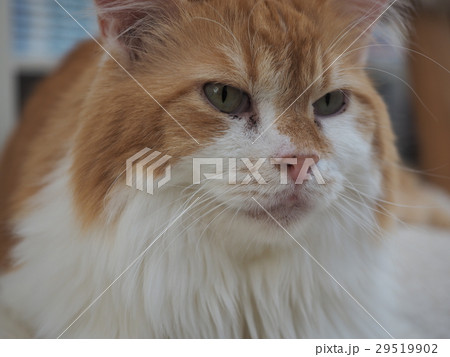 猫 29519902