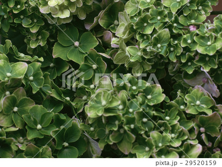 アジサイ 29520159