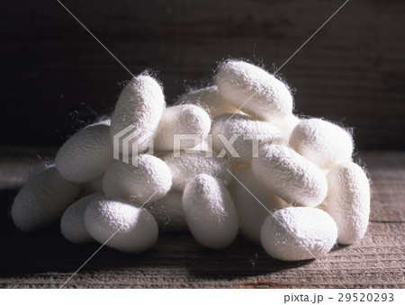 繭 繭 29520293