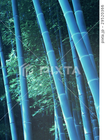 竹林 29520366
