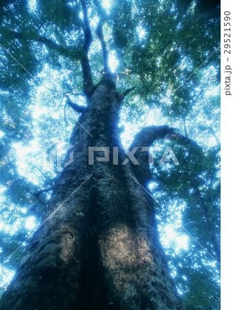 巨木 29521590