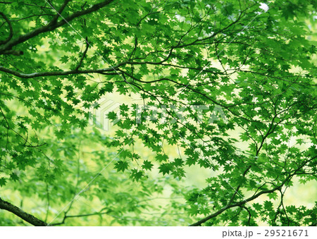 カエデ 29521671