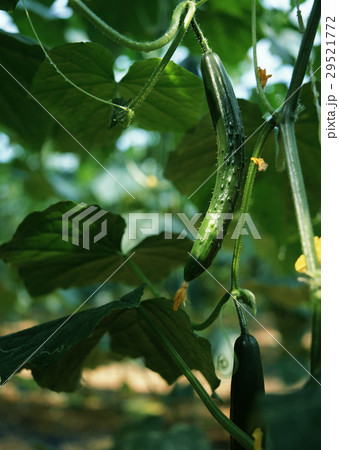 キュウリ畑 キュウリ畑 29521772