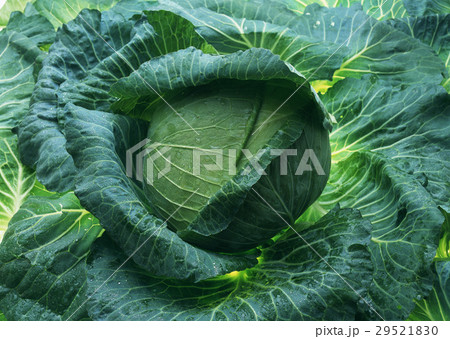 キャベツ 29521830