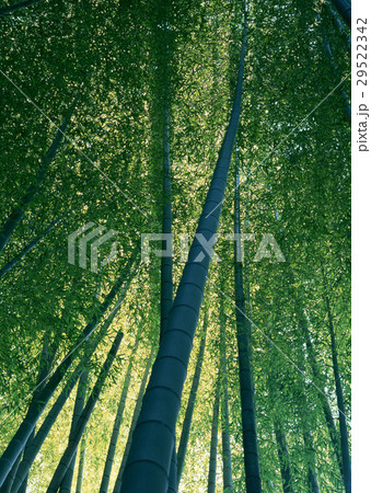 竹林 29522342