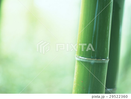 竹 29522360