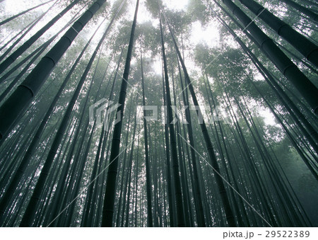 竹林 29522389