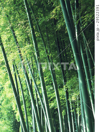 竹林 29522391
